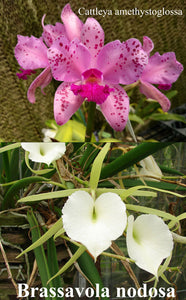 Bc. Beverly Matherne (4"p)<br>(C amethystoglossa x B nodosa)