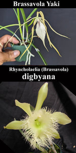 Brassavola Yaki x B. digbyana (4"p)