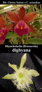 (Blc. Cherry Suisse x C. aclandiae) x B. digbyana (4"p)