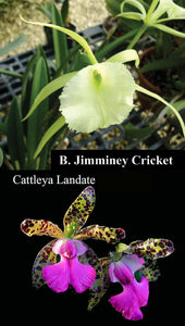 B. Jimminey Cricket x C. Landate (4"p)
