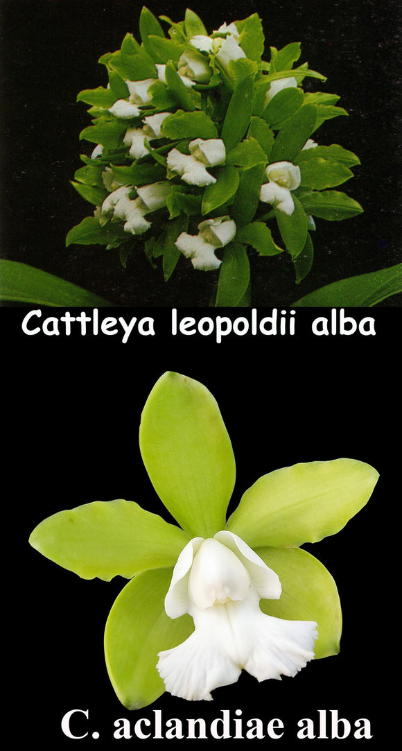 Cattleya leopoldii alba 'Dark Green' x C. aclandiae alba 'Exotic Orchids'