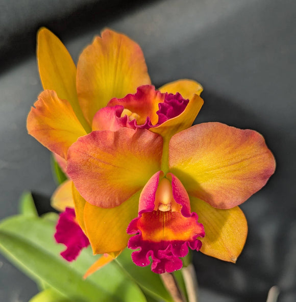 Blc. Mao-Shan Remark No. 2 (4