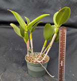 Ctt. Loog Tone 'Red' (6"p)