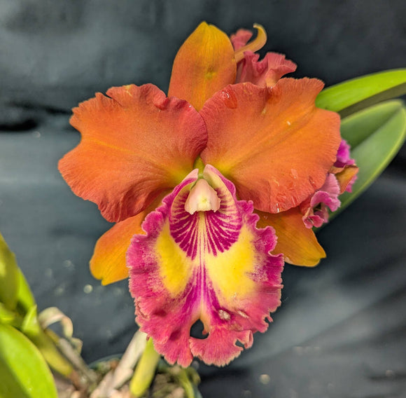 Rlc. Anginantha x Blc. Tainan City (5