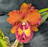 Rlc. Anginantha x Blc. Tainan City (5"p)