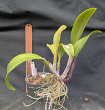 Rlc Thamai Glory (5"p) Meristem<br>(Rlc. Chia Lin x Rl. digbyana)