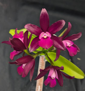 Ctt. Sagarik Wax 'African Beauty' (4")