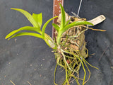 Caulocattleya Millie Bridgewater (mounted)