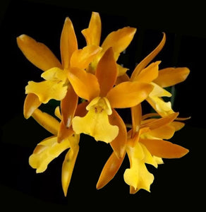 Cattleya Chocolate Drop 'Clifton Yellow' (4"p)