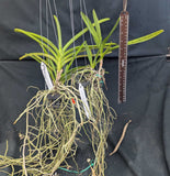Vanda sanderiana, 2 tone pink-marron (3" basket)