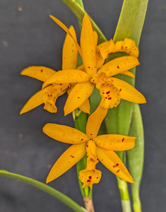 Bc Sun Mei Gold 'Elsie Mary' (4"p)