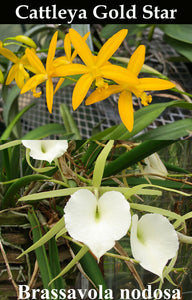 Cattleya Gold Star x B. nodosa (2"p)