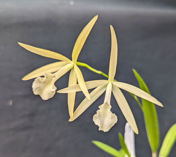 Cattleya Gold Star x B. nodosa (2