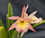 Ctt. Fire Dance v B. Jimminey Cricket (4"p)