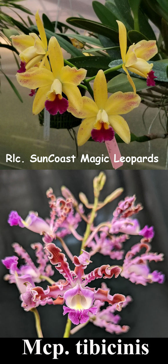 Rlc. SunCoast Magic Leopard x Mcp. tibicinis (2