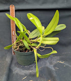 Rlc. Volcano Showy 'Volcano Queen' (5.5 "p) Meristem