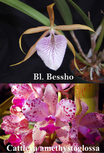 Brassolaelia Bessho x Cattleya amethystoglossa (2"p)