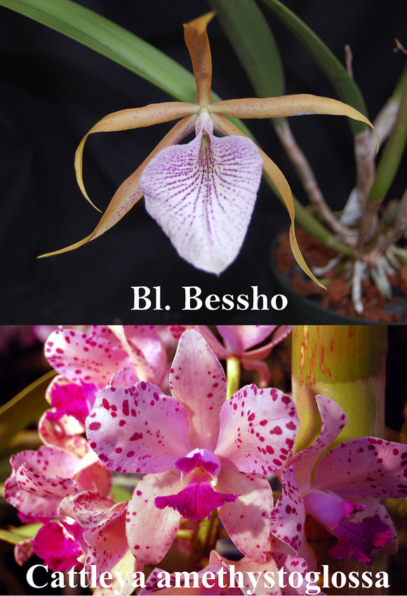Brassolaelia Bessho x Cattleya amethystoglossa (2