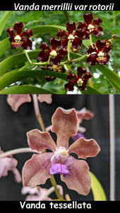 Vanda (merrillii x tessellata (3"b) from seed