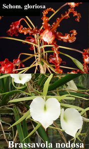Schomburgkia gloriosa x Brassavola nodosa (4")