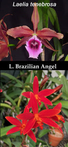 Laelia tenebrosa x C. Brazilian Angel (4"p)