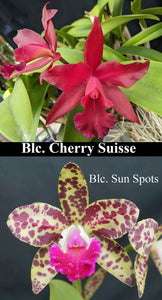 Blc. Cherry Suisse 'Emily' FCC/AOS x Blc. Sun Spots (2"p)