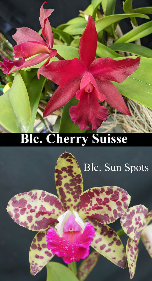 Blc. Cherry Suisse 'Emily' FCC/AOS x Blc. Sun Spots (2