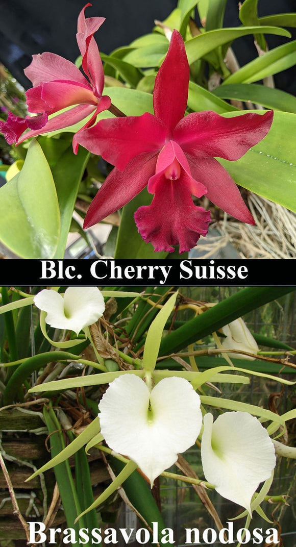 Blc. Cherry Suisse 'Emily' FCC/AOS x B. nodosa (2