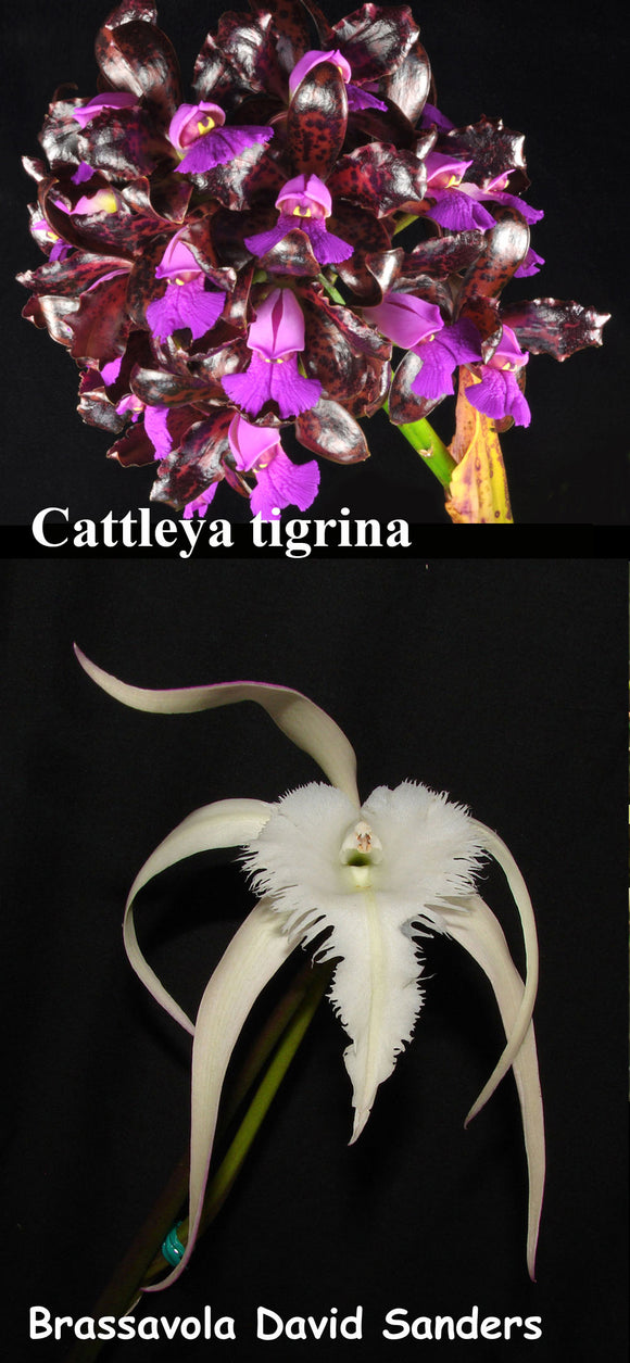 Cattleya tigrina x B. David Sanders (2