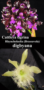 Cattleya tigrina x Brassavola digbyana (2"p)