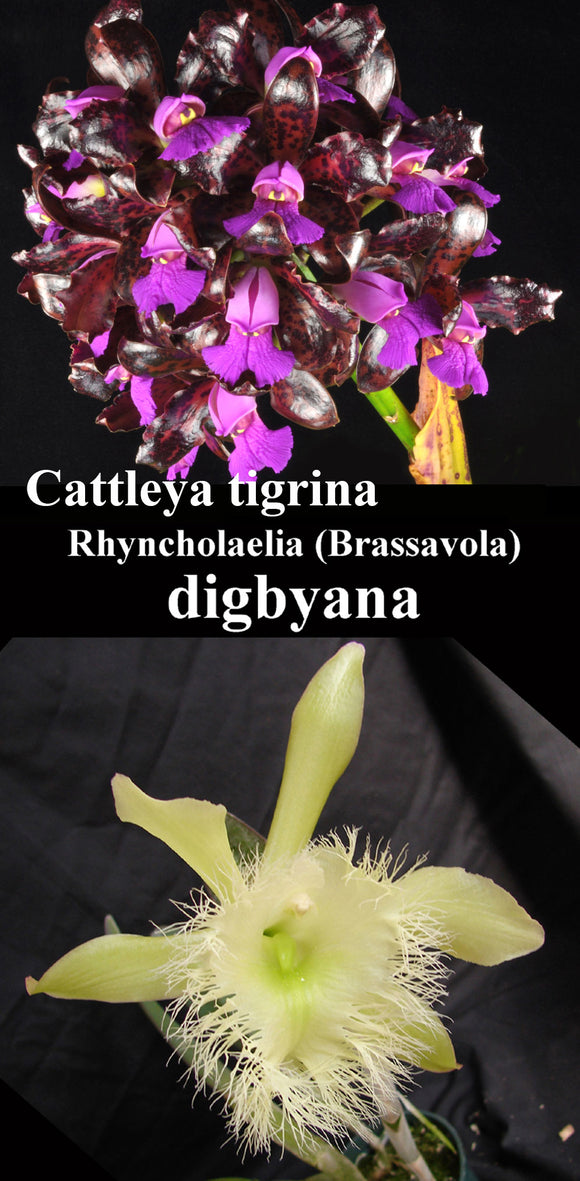 Cattleya tigrina x Brassavola digbyana (2