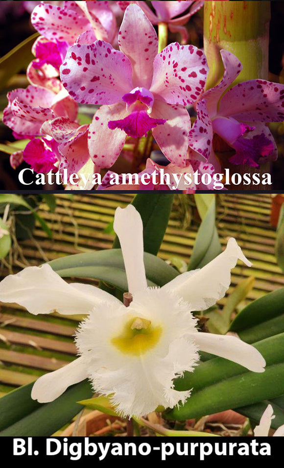 C. amethystoglossa x B. Digbyano-purpurata (2