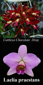 C. Chocolate Drop x Laelia praestans (2"p)