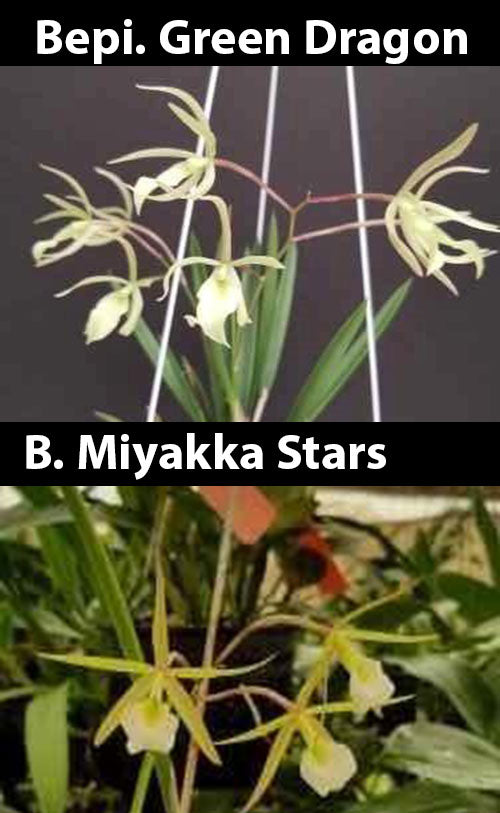 Bepi. Green Dragon x B. Miyakka Stars (2
