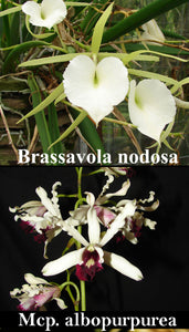 Myv. Aruba's Spotted Beauty (2"p)<br>Brassavola nodosa x Mcp. albopurpurea