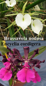 Eyv. Arubiana (2"p)<br>(Brassavola nodosa x Enc. cordigera)