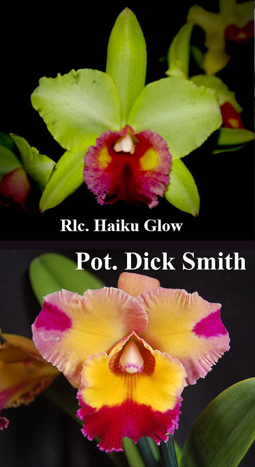 Rlc. Haiku Glow 'Spotlight' x Pot. Dick Smith 'Paradise' (2