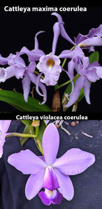 C. maxima coerulea  'Robert Johnson' x C. violacea  coerulea 'Popa Chuby' (2"p)