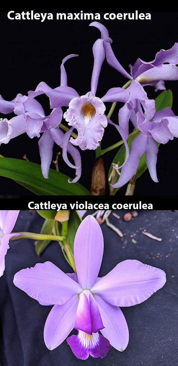 C. maxima coerulea  'Robert Johnson' x C. violacea  coerulea 'Popa Chuby' (2