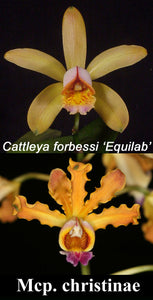 Cattleya forbesii x Mcp. christinae (2"p)