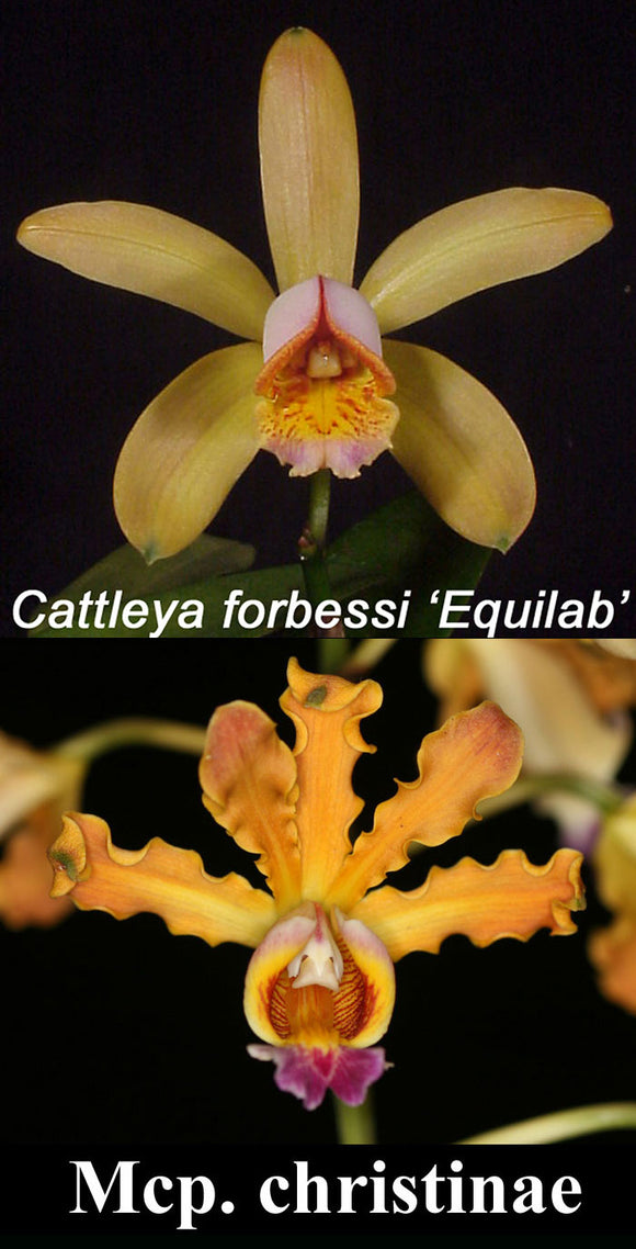 Cattleya forbesii x Mcp. christinae (2