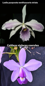 Laelia purpurata werkhauserie striata x C. violacea coerulea (2" p)