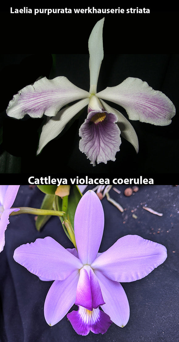 Laelia purpurata werkhauserie striata x C. violacea coerulea (2