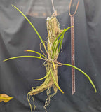 Brassolaelia amethyst 'Pink' (mounted)