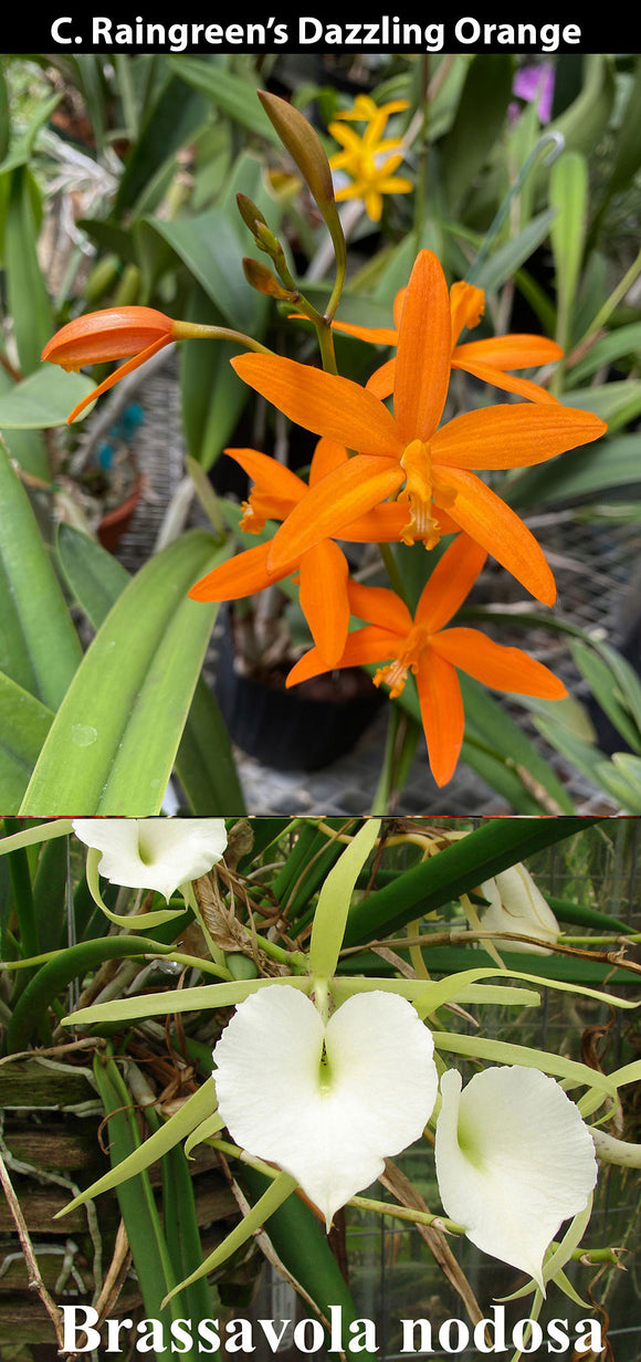 C. Raingreen's Dazzling Orange x B nodosa (2