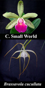 Cattleya Small World x Brassavola cucullata (2"p)