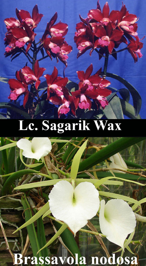 Ctt. Sagarik Wax x B. nodosa  (2