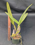 Cattleya jenmanii alba  (4" p)