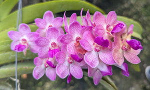 Wuttiphanara Manoonya Orange Fancy Pink Lip  (3"b) Meristem