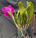 Rlc. Pink Empress 'Ju-Sen' AM/AOS  (5.5 "p) Meristem